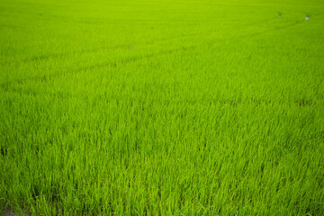 Naklejka na ściany i meble Sapling rice field