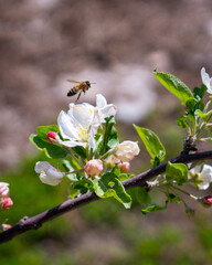 bee on apple blossom