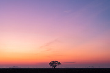 Clear hazy morning at dawn with a vast sky and lone tree