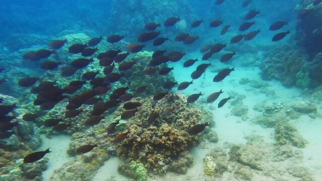School of black triggerfish in tropical ocean above coral reef