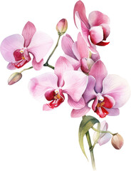 Obraz na płótnie Canvas Pink Orchid flower watercolor illustration. Generative AI