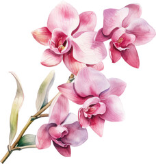 Fototapeta na wymiar Pink Orchid flower watercolor illustration. Generative AI