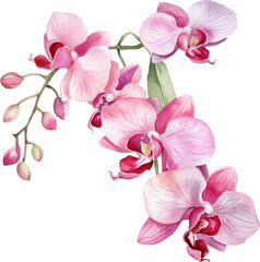 Naklejka na ściany i meble Pink Orchid flower watercolor illustration. Generative AI