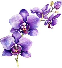 Purple Orchid flower watercolor illustration. Generative AI