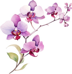 Obraz na płótnie Canvas Purple Orchid flower watercolor illustration. Generative AI