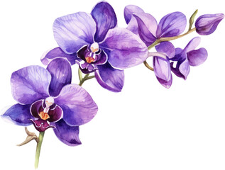 Fototapeta na wymiar Purple Orchid flower watercolor illustration. Generative AI