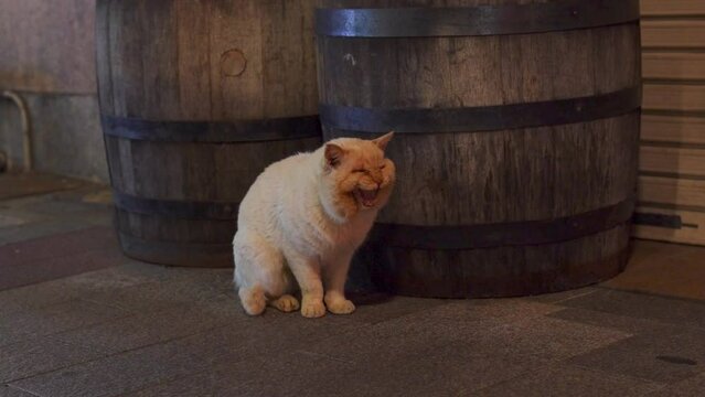 夜にいる野良猫