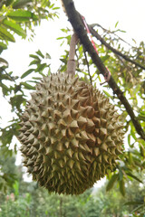 Naklejka na ściany i meble Close up of durians hanging on the tree