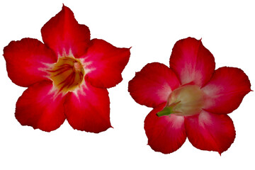 Red Japanese frangipani or adenium flowers