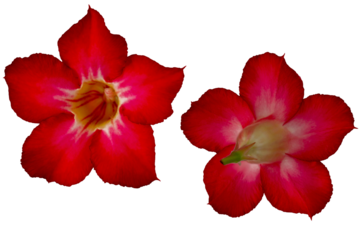 Red Japanese frangipani or adenium flowers