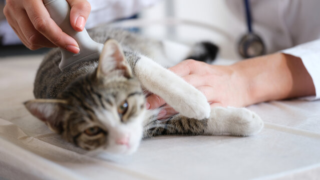 Woman veterinarian making ultrasound diagnosis for cat in vet clinic