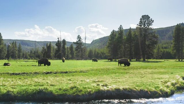 Herd of wild bisons on green meadow at the river with fur forest on background. Bison bonasus on pasture at summer. Scenic wilderness nature background on sunny day. Aerial view of forest river 4K