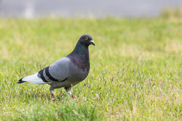pigeon walking on the grass
