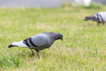 pigeon walking on the grass