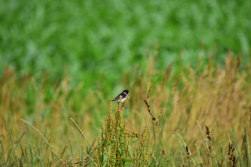 夏の野原のノビタキのオス
