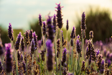 Colorful flowers