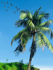 palm tree and blue sky