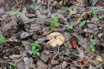 A young  edible mushroom - Ginger - Lactarius sanguifluus makes their way through a layer of grass and needles in a coniferous forest near the city of Karmiel, in northern Israel.