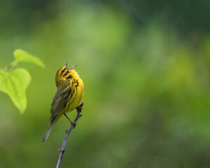 A Prairie Warbler Sings Loudly in the McCurtain Wildlife Management Area of Oklahoma