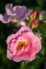 Fototapeta na wymiar Blooming pink rosehip on blurred green leaves background close-up. Vertical format. Selective focus.