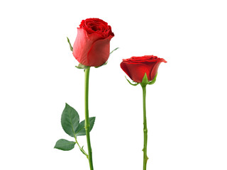 Red roses and rose petals on white background,Valentines day concept
