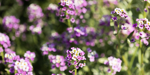 Floral background with sunlit gentle purple-white flowers. Copy space. Banner. Selective focus.