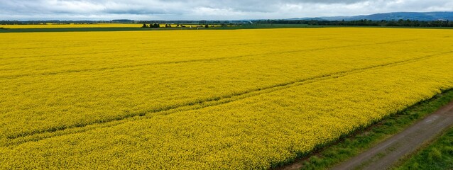 Yellow raps field. Aerial drone view, Top view