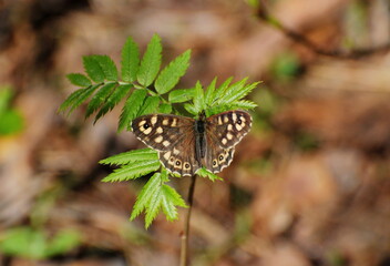 (Pararge aegeria)
Speckled Wood butterfly perched on rowan leaves on an April morning