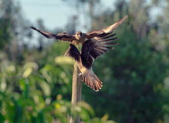 Tiuque peleando con otro Tiuque