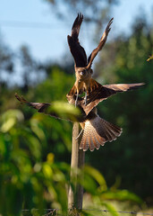 Tiuque compitiendo por el espacio