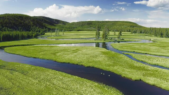Wilderness nature with scenic forest landscape. Yellowstone National Park aerial view, Wyoming USA, 4K shot. Cinematic green grass meadow with small river flowing around pine trees on sunny summer day