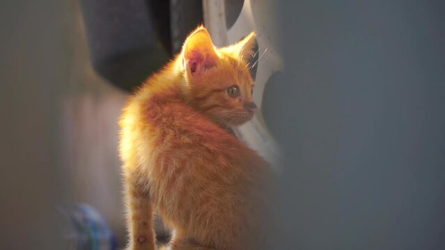 Close up shot of orange kitten is sitting with blur foreground. Kitten with wheel background. Taking pictures from a narrow gap on the car garage. The concept of pets