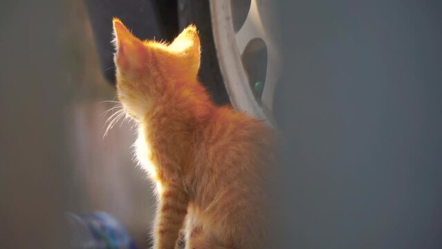Close up shot of orange kitten sit on the side of car wheel with blur foreground. Taking pictures from a narrow gap. The concept of pets