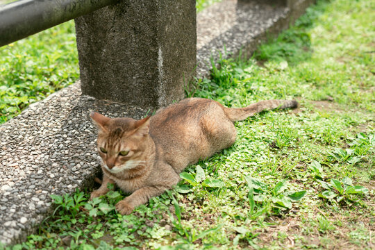 Houtong cat village in New Taipei City, Taiwan