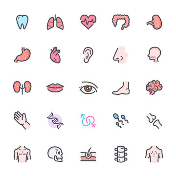 Icon set - Human Anatomy outline stroke with color
