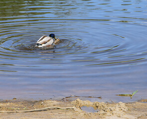 Dwie kaczki krzyżówki w czasie kopulacji w wodzie 