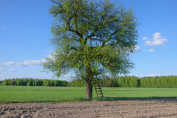Samotne drzewo na środku pola z zbudowaną amboną myśliwska między gałęziami  - obrazy, fototapety, plakaty