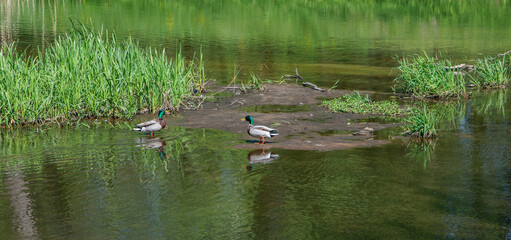 Dwa kaczory (kaczki krzyżówki) stojące w płytkiej wodzie patrzą na siebie jakby się...