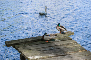 Dwie kaczki krzyżówki (kaczory) stojące na drewnianym pomoście patrzące na pływającego w...