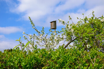 Domek na drzewie dla ptaszków zrobiony przez ludzi zawieszony na drzewie