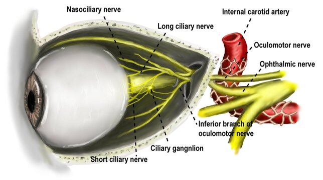 the sympathetic nervous system along carotid artery.
