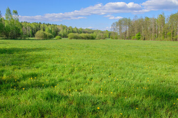 Duża łąka zarośnięta zieloną trawą w słoneczny dzień z delikatnie zachmurzonym niebem  - obrazy, fototapety, plakaty