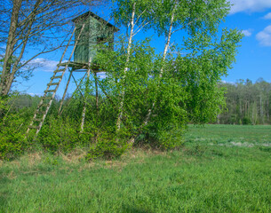 Zielony domek na drzewie, ambona myśliwska  ukryta pośród brzozy z widokiem na łąkę 