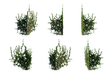 Cut out png Ivy plant corner B type