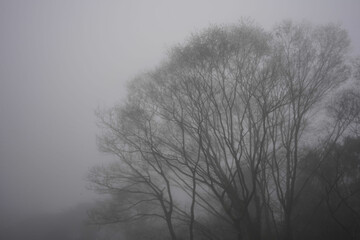 晩秋の霧の中の木立