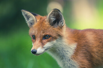 Junge Fuchsfamilie mit Welpen