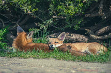 Junge Fuchsfamilie mit Welpen