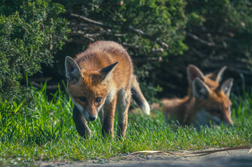 Junge Fuchsfamilie mit Welpen