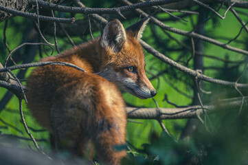 Junge Fuchsfamilie mit Welpen