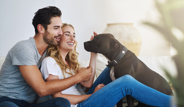 Smile, relax or happy couple with a pet on house sofa bonding or hugging with trust or loyalty together. Dog, animal lovers or woman enjoys playing with cute pitbull puppy with care on couch